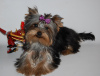 Additional photos: Yorkshire terrier. Boy's and girl's.