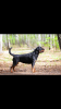 Photo №4. I will sell rottweiler in the city of Chelyabinsk. from nursery - price - 690$