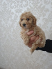 Additional photos: Mini poodles