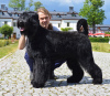 Photo №2 to announcement № 99694 for the sale of black russian terrier - buy in Poland breeder