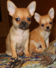 Photo №2 to announcement № 7616 for the sale of chihuahua - buy in Russian Federation breeder