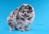 Photo №2 to announcement № 95852 for the sale of pomeranian - buy in Russian Federation from nursery