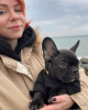 Photo №1. french bulldog - for sale in the city of Rostock | 280$ | Announcement № 119332