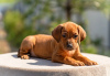 Photo №4. I will sell rhodesian ridgeback in the city of Москва. from nursery - price - 1500$