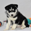 Photo №2 to announcement № 45615 for the sale of siberian husky - buy in United States private announcement