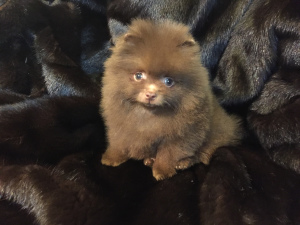 Photo №2 to announcement № 6026 for the sale of pomeranian - buy in Russian Federation breeder