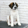 Photo №3. . Impressive Swiss breed, which has been considered a Sacred Dog since ancient. Belarus