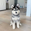 Photo №1. siberian husky - for sale in the city of Brno | negotiated | Announcement № 65622