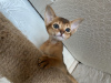 Photo №4. I will sell abyssinian cat in the city of Gomel. breeder - price - 300$