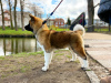 Photo №2 to announcement № 43974 for the sale of american akita - buy in Poland breeder