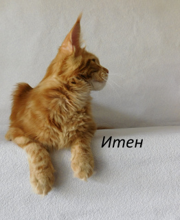 Photo №2 to announcement № 6545 for the sale of maine coon - buy in Russian Federation from nursery