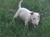 Photo №4. I will sell bull terrier in the city of Москва. from nursery - price - negotiated
