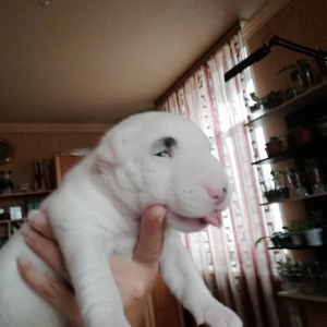 Photo №1. bull terrier - for sale in the city of Ryazan | 1128$ | Announcement № 4434