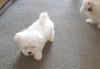 Photo №2 to announcement № 115858 for the sale of maltese dog - buy in Germany 