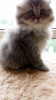 Photo №3. Scottish Fold kittens. Ukraine