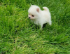 Additional photos: Selling pomeranian 2 boys.