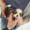 Photo №1. shih tzu - for sale in the city of Berlin | 370$ | Announcement № 96195