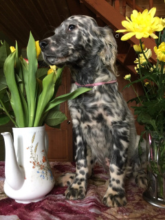 Photo №2 to announcement № 1465 for the sale of english setter - buy in Russian Federation from nursery