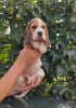 Photo №1. beagle - for sale in the city of Бердянск | 370$ | Announcement № 68895