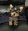 Photo №1. yorkshire terrier - for sale in the city of Аугсбург | 280$ | Announcement № 119355