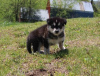 Additional photos: Alaska Malamute-Welpen verfügbar