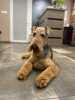 Additional photos: Airedale Terrier ZkwP/FCI puppy - female and male