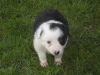 Photo №1. non-pedigree dogs - for sale in the city of Nuremberg | Is free | Announcement № 123647