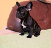 Additional photos: French bulldog puppy