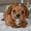 Photo №1. cavalier king charles spaniel - for sale in the city of Salvador | 295$ | Announcement № 45724