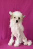 Photo №2 to announcement № 10395 for the sale of chinese crested dog - buy in Russian Federation private announcement