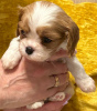Photo №2 to announcement № 95737 for the sale of cavalier king charles spaniel - buy in Latvia breeder