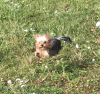Photo №2 to announcement № 13738 for the sale of yorkshire terrier - buy in Russian Federation from nursery