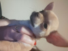 Photo №4. I will sell chihuahua in the city of Limerick. private announcement - price - negotiated