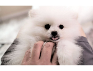 Photo №4. I will sell pomeranian in the city of Vaux-sur-Morges. private announcement, from nursery, from the shelter, breeder - price - negotiated