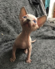 Photo №3. Canadian Sphynx kittens. Russian Federation