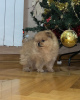 Additional photos: Pomeranian Spitz