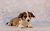 Photo №2 to announcement № 13114 for the sale of welsh corgi - buy in Ukraine breeder