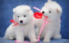 Photo №1. samoyed dog - for sale in the city of Berlin | Is free | Announcement № 127093