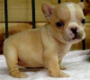 Photo №1. french bulldog - for sale in the city of Asikkala | negotiated | Announcement № 55336