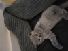 Photo №2 to announcement № 109501 for the sale of scottish fold - buy in United States private announcement