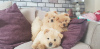 Photo №1. chow chow - for sale in the city of London | 449$ | Announcement № 11280
