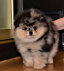 Photo №2 to announcement № 111961 for the sale of pomeranian - buy in Bulgaria private announcement