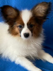 Photo №4. I will sell papillon dog in the city of Гродна. private announcement - price - 1000$