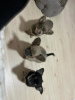 Photo №3. Selling three Chihuahua boys with official documents and vaccinated. Turkey