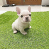 Additional photos: Beautiful Purebred French Bulldog puppies