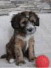 Additional photos: Tibetan terrier puppies.