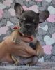 Additional photos: French bulldog puppies