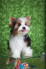 Photo №2 to announcement № 78466 for the sale of beaver yorkshire terrier - buy in Ukraine from nursery, breeder