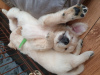 Additional photos: Vaccinated Golden Retriever Puppies for sale to loving homes