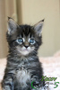 Photo №2 to announcement № 10665 for the sale of maine coon - buy in Russian Federation private announcement, from nursery, breeder